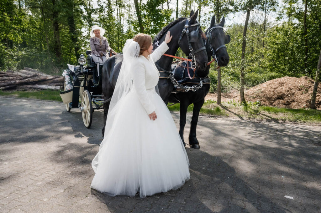 Braut streichelt zwei schwarze Pferde mit Hochzeitskutsche
