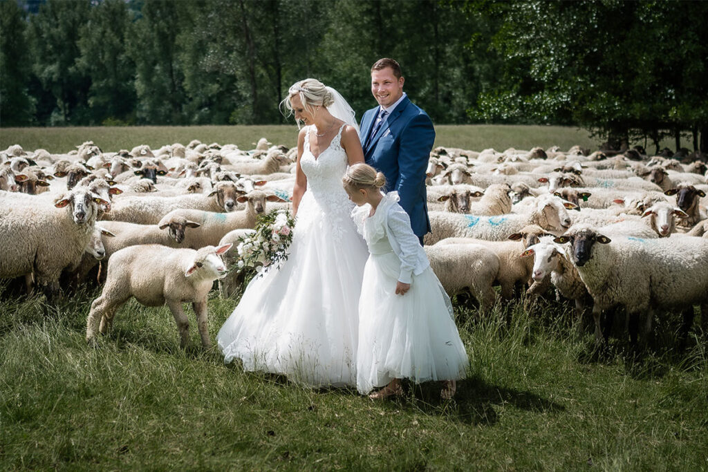 brautpaar wird von einer schaafsherde überrascht